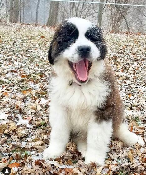 Meet My Puppy: I Adopted a Saint Bernard