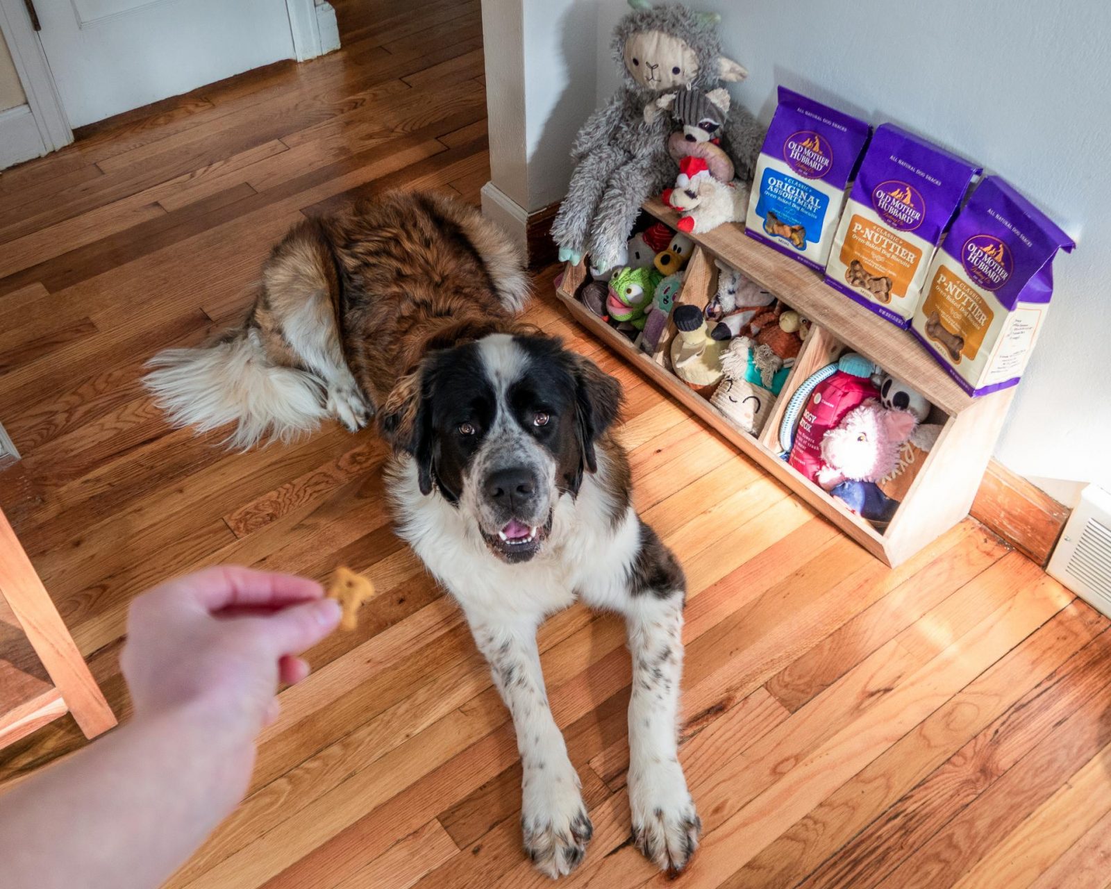 Maisie the Saint Bernard lies on the floor looking happy while a hand offers her an Old Mother Hubbard bone shaped dog treat.