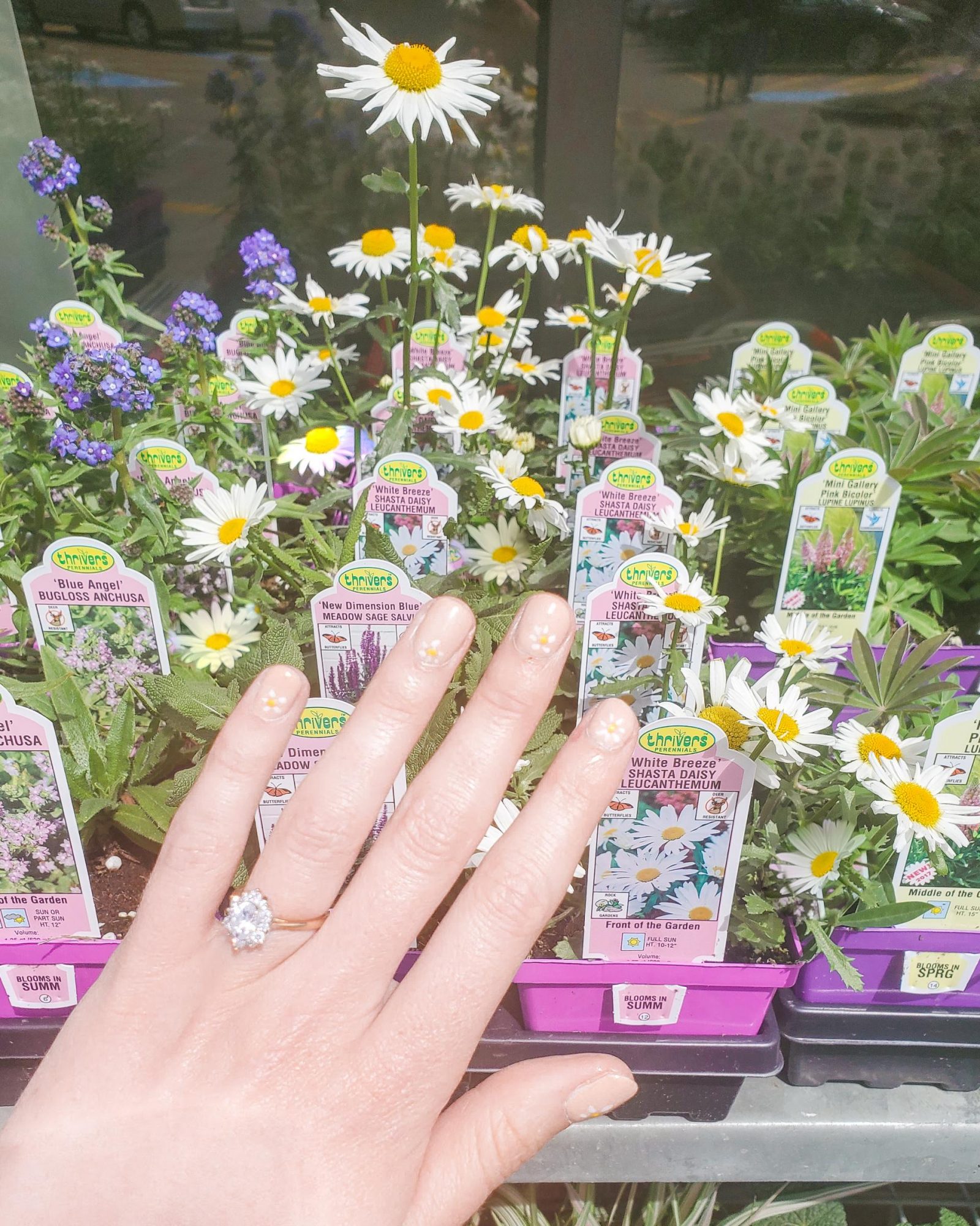 A manicured hand showing off the daisies painted on her nails in front of live daisy plants.